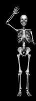 skelmax.gif (43607 bytes)