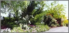 Daisies under the Walnut tree.