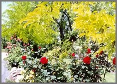 Red fragrant roses under the Sunburst Honey Locus tree.