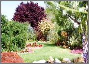 Plum tree, red crocus, foxy lady, status, photina frazeri, etc.