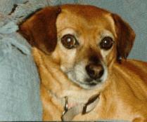 muffin.jpg (7621 bytes)