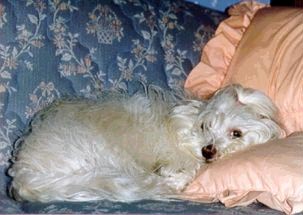 shorty1.jpg (16943 bytes)