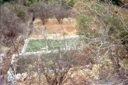 Smallholding and orchard