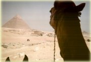 Camel's eye-view of the Pyramids