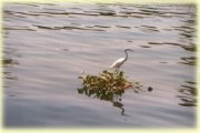 Ibis floating on the Nile