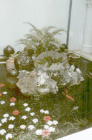 Pond in Pracha's house