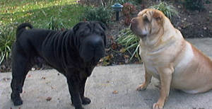 The Woodro's son, Hershey and friend Tai