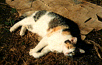 cat