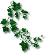 ivy_left.gif (12390 bytes)