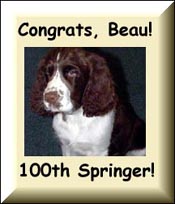 Beau - Our 100th Springer!