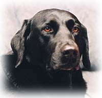 Roxie