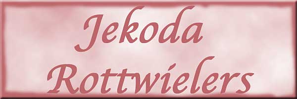 Jekoda rottweilers