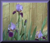 purple Iris