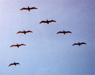 Geese fly in formation