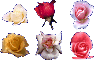 Roses Tube