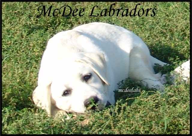 Welcome to McDee Labradors