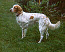 Sandy-our dog