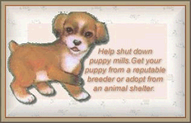 Puppy Mills