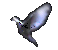 Dove