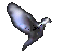 Dove