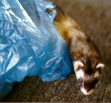 Pixie with Bag