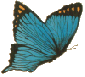grayish blue
butterfly