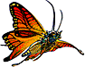 orange butterfly