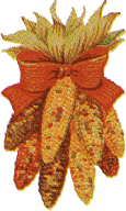 indian corn