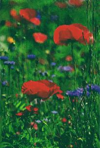 Poppies