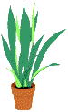 plants-29.gif (2480 bytes)