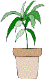 plants-12.gif (2617 bytes)