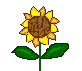 sunflower.gif (1561 bytes)