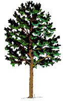 tree.gif (6728 bytes)