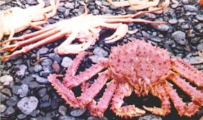 King Crabs caught in Alaska.