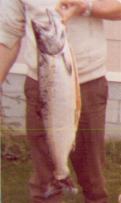Silver Salmon I caught in Alaska 1977