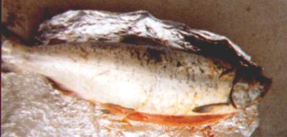 30 inch Alaskan King Salmon
