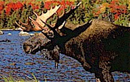 Bull moose picture