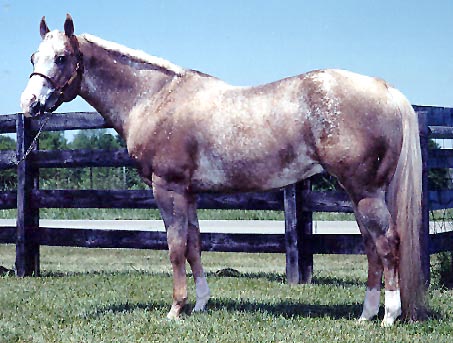 Zip'N To Paradise, Appaloosa stallion. Image from Gollehon Show Horses
