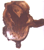 thumbeagleburl2.gif