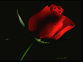 Roses1.gif (26824 bytes)