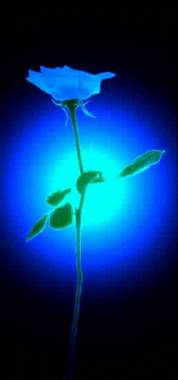 backrose.gif (60596 bytes)