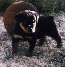 Puppy Hex