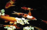 Koi_1.jpg (6664 bytes)