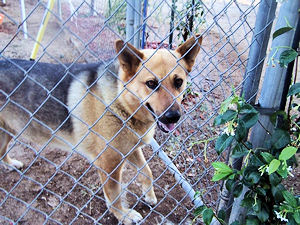 Cali out back in the dog run