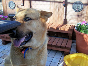 Cali hanging out by the spa