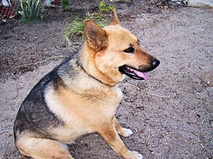 Cali hanging out in the back yard