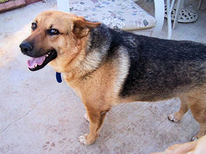 Cali on the patio