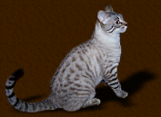 Chloe' Seal Lynxpoint Bengal