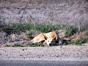 Sadie The Day She Was Found In The Field