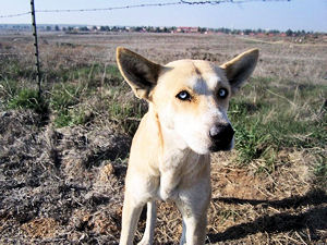 Sadie The Day She Was Found In The Field